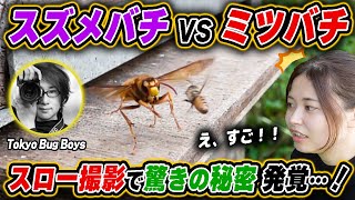 【スズメバチvsミツバチ】スロー撮影で分かったミツバチの驚きの秘策！Tokyo Bug Boys × 週末養蜂！