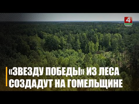 Смотреться будет зрелищно! Необычную композицию из деревьев «Звезда Победы» планируют создать лесники Гомельщины