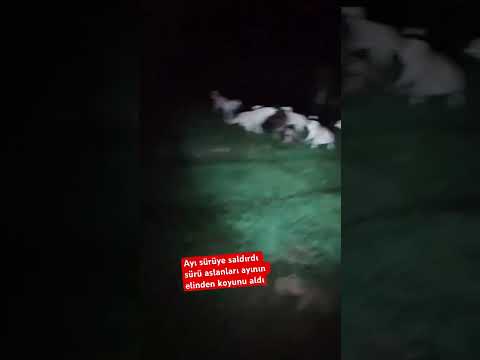 Ayı sürüye saldırdı sürü aslanları kendilerini siper ettiler #dog #kangal #köpek
