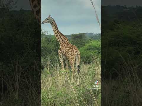 Safari on a Budget in Kenya #shorts #safari #kenya