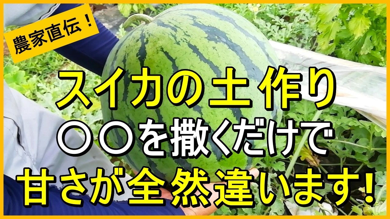【スイカ栽培】コレだけは気を付けて！失敗を防ぐ土作りのコツを解説【有機農家直伝！無農薬で育てる家庭菜園】　26/3/21