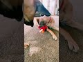 Talking Elmo Review From Great Dane S POV