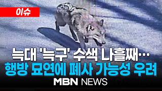 [이슈] 무사히 돌아오길…오월드 탈출 늑대 '늑구' 나흘째 행방 묘연 / '늑구야 어딨니'…드론 투입해 수색 범위 확대 | MBN NEWS