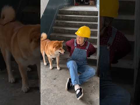 Chú cún làm bà lão bị ngã #cuocsong #tiktok