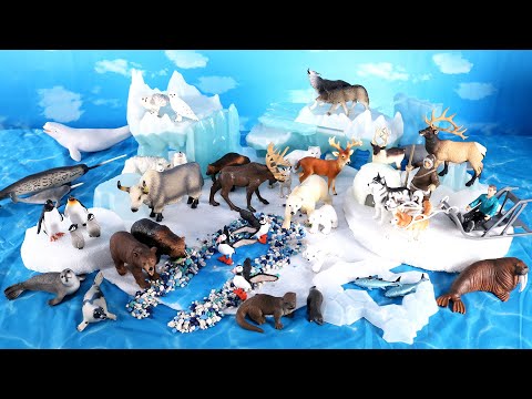 Arctic Set with Polar, Tundra, and Antarctica Animals - Learn Animal Names For Kids Video