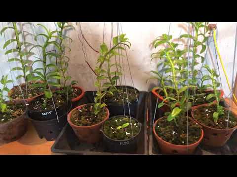 Ủ ấm cho phông lan