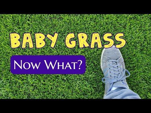 AFTER Growing Grass From Seed DO THIS