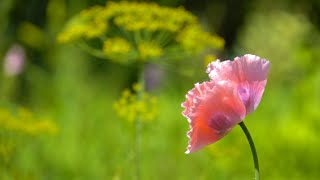 Morning Relaxing Music - Soothing Piano Music For Stress Relief, Yoga Music, Study Music (Natalie)