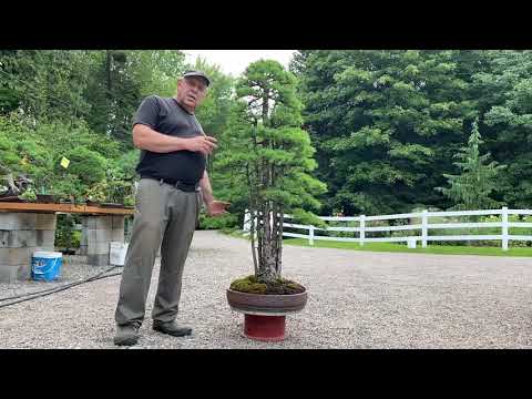 Rare Purchase of an Exceptional Old Larch Bonsai