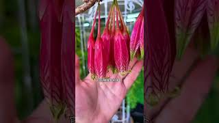Rare & Unique Green Plants You Must See! 晒晒你家稀有绿植，快来炫耀吧！? #稀有植物 #綠植小可愛 #UniquePlants #GreeneryGoals