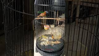 Download lagu burung TEPUS KEPALA ABU GACOR #burungkicau #burunggacor #burungmasteran #burungisian #tepuskepalaabu mp3