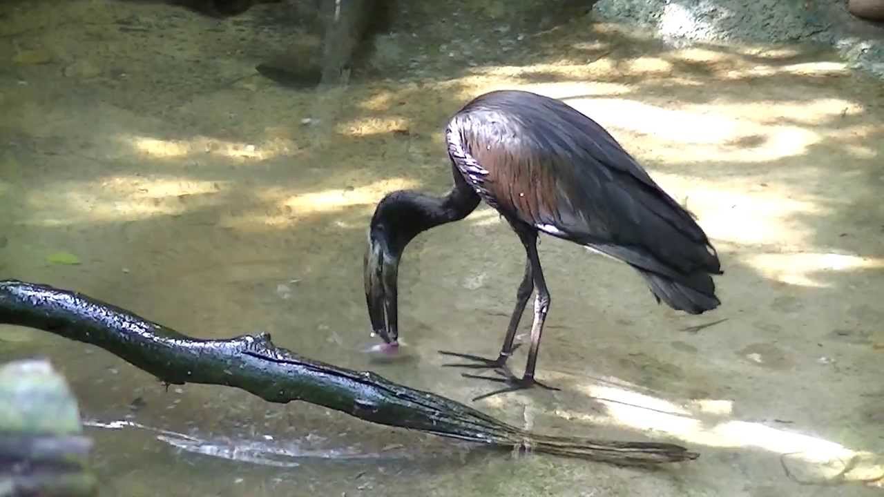 Аист-разиня африканский (Anastomus lamelligerus)