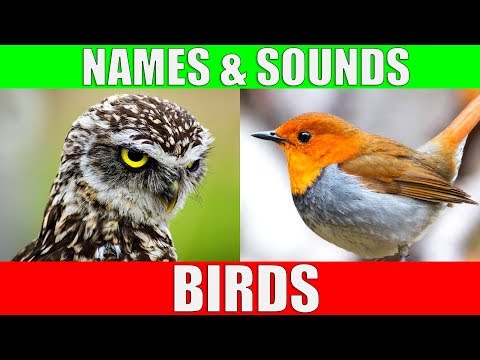 BIRDS Names and Sounds - Learn Bird Species in English