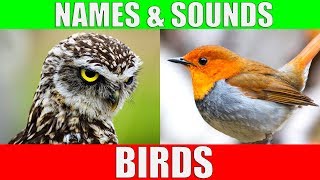 BIRDS Names and Sounds - Learn Bird Species in English