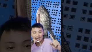 Download lagu Ikan Mujaer Kumpai Lucu Banget #shorts mp3