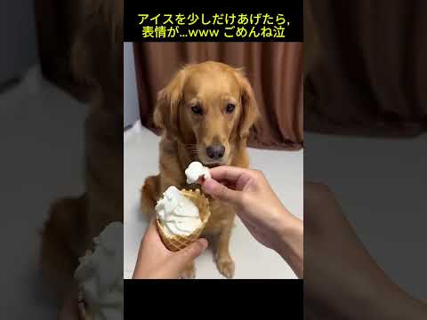 え, これだけ？... 表情で語るゴールデンレトリバー #犬 #ゴールデンレトリバー #犬のいる暮らし #癒し動画 #youtubeshorts #犬あるある