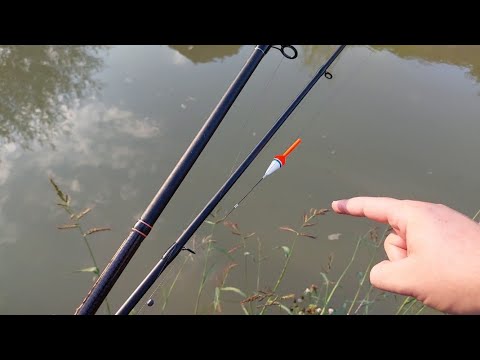 PESCUIESC IN BALTA MEA DIN GRADINĂ - IN CAUTAREA PESTILOR MARI