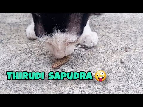 😼Salt kitta irunthu thirudi sapudra, vekkama illa🤪 #cat #shorts #youtubeshorts