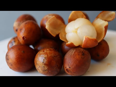 What makes Lazones or Langsat so SPECIAL? How to Eat It and Taste Test