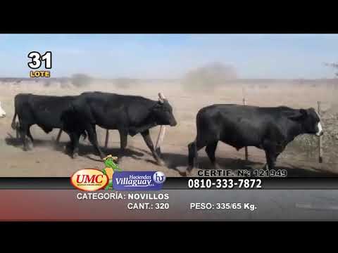 Lote 320 Novillos en Las Lomitas, Formosa