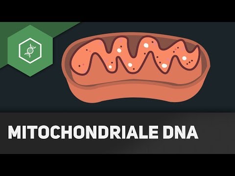 Mitochondria - REMAKE