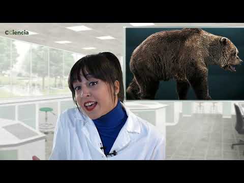 Vídeo: Hai ósos de osos