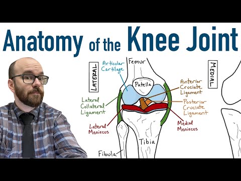 Anatomia stawu kolanowego