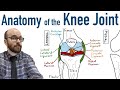 Anatomy Of The Knee Joint