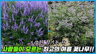 정원이 있다면 꼭 심어야 할 최고의 여름 꽃나무!! 오묘한 향기에 최고의 강건함 까지!!