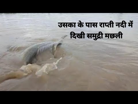 उसका के पास राप्ती नदी में दिखी समुंद्री मछली | Near uska bazar sea fish was seen in the Rapti River