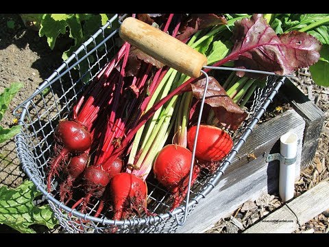 , title : 'Everyone Can Grow A Garden (2018) #11: Beets/Swiss Chard/Row Cover'