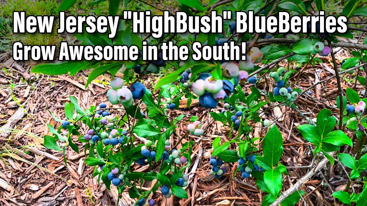 Blueberry Season in New Jersey When to Expect the Juiciest Harvest