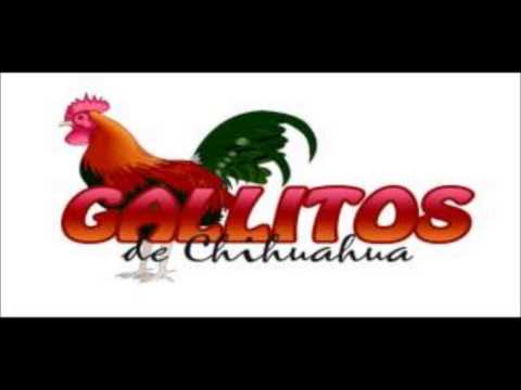 los gallitos de chihuahua - la primera caricia.2014