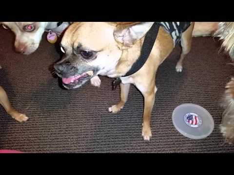 Chihuahuas loving their STEWART Pro-Treat Chicken...