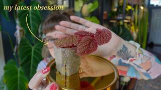 top 10 favourite houseplants i'm growing this spring 🌿🌞