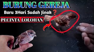 Meloloh Anakan Burung || Burung Greja Jinak Karna Kutilang❓