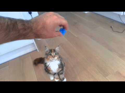 Cute 4 month old Maine coon kitten playing with a bouncing ball
