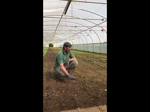 Propagation & weed management in the polytunnels at Daylesford - part 3