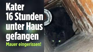 Dramatischer Einsatz: Feuerwehr rettet Kater nach 16 Stunden unter Haus!