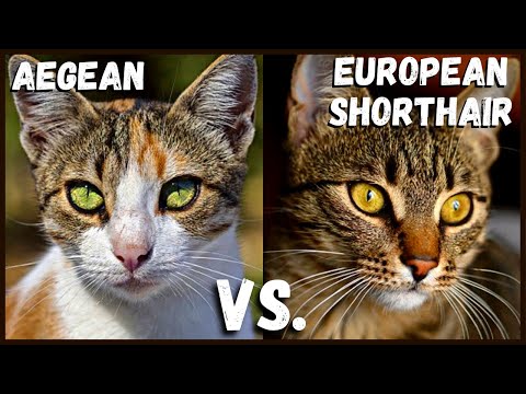 Aegean Cat VS.  European Shorthair Cat