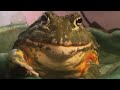 Pixie Frog (African Bullfrog) Croaking Part 3 (Adult Croak)