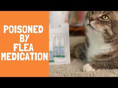 Flea Medication Poisoning