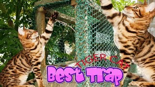 Primitive Technology: Simple DIY Tiger Trap Using Blue Bucket That Work 100%