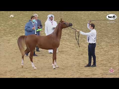 N 17 LIYANA AL JOOD   1st Qatar Arabian Breeders Cup