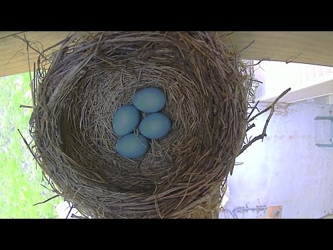 Robin Bird Eggs in Nest Hatching to Fledging Time Lapse
