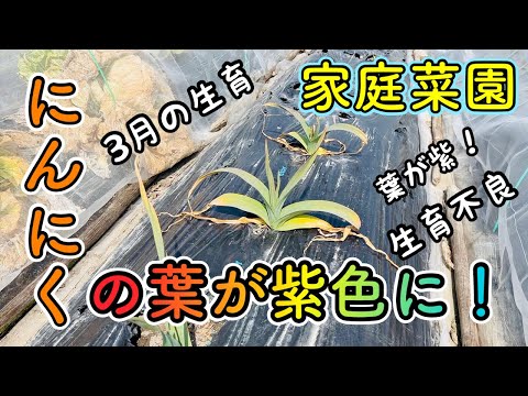 ニンニク葉アデノスタイル