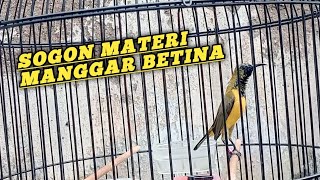 Download lagu Masteran sogon materi manggar betina mp3
