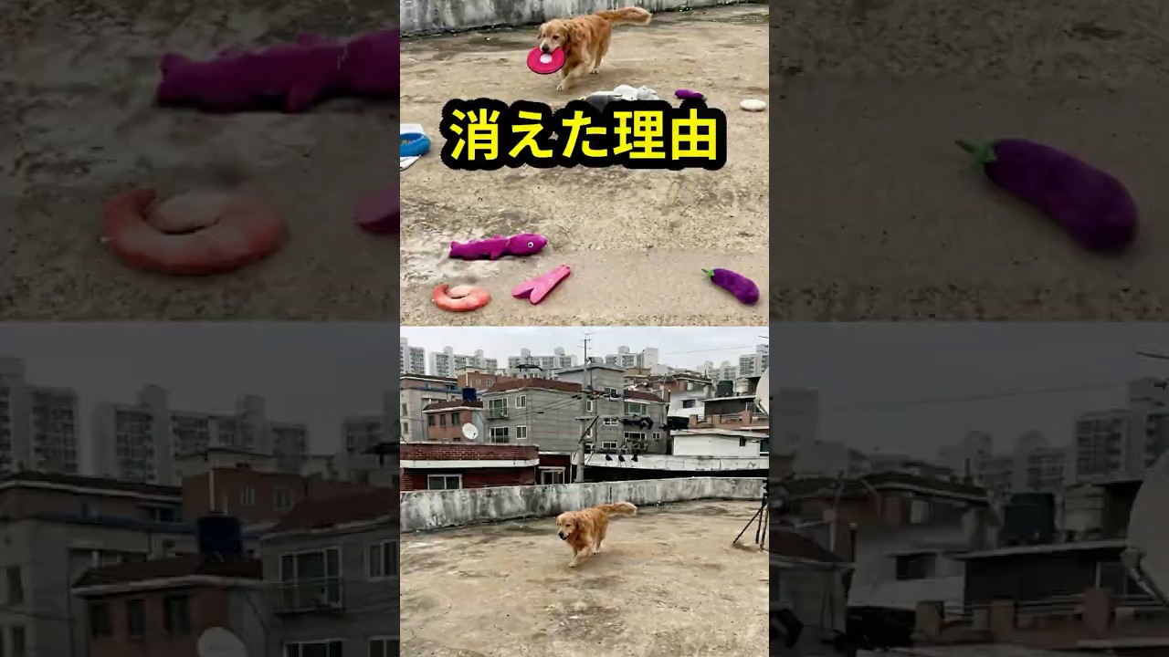 消えたおもちゃの理由…隣の家で起きていた“本当の話”