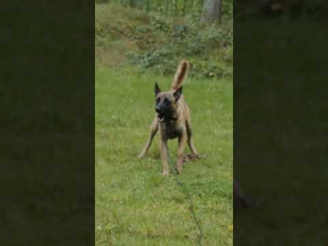 Training surveillancehonden