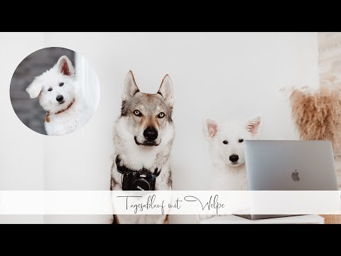 Unser Tagesablauf mit Welpe 🐶❤️